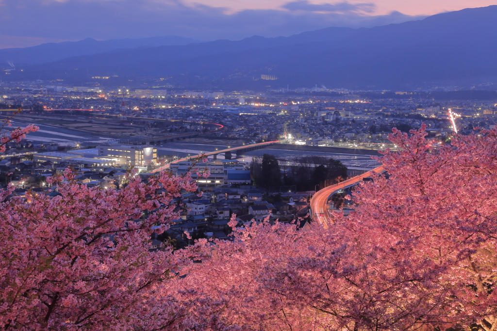 街見下ろす河津桜