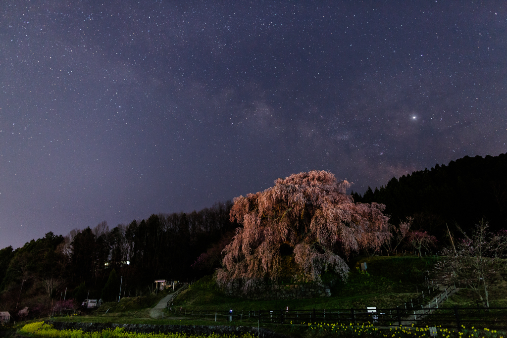 天の川掛かる又兵衛桜