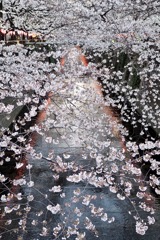 目黒川桜-2