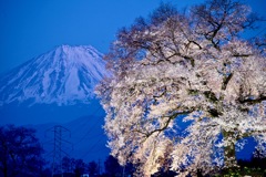 ワニ塚の桜-2