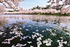 弘前城桜-3