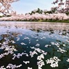 弘前城桜-3