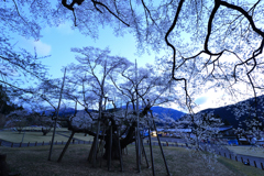根尾谷薄墨サクラ-5