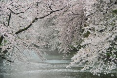 弘前城桜-1