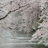 弘前城桜-1