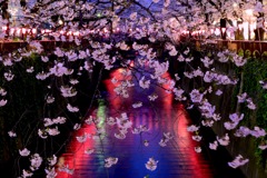 桜祭り