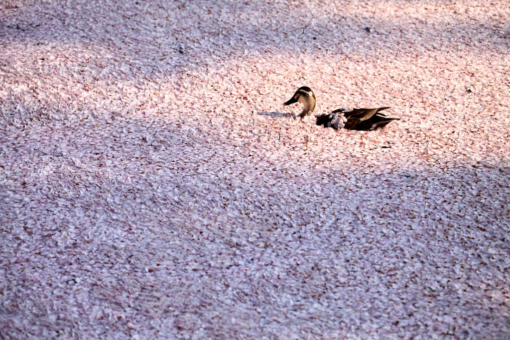 泳ぐの大変カモ