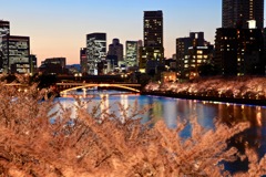 大阪桜