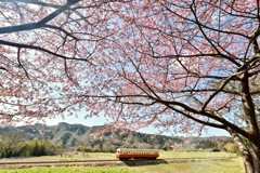 小湊鉄道 -春-