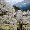 根尾谷薄墨サクラ-2