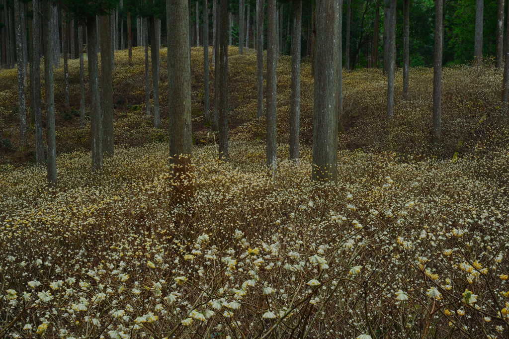 ミツマタの花畑