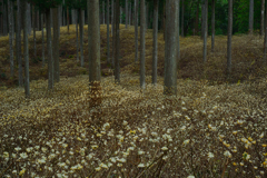 ミツマタの花畑