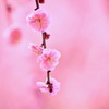 枝垂れ梅