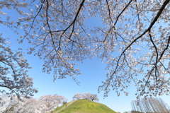 古墳桜
