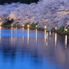 弘前公園桜ライトアップ-1