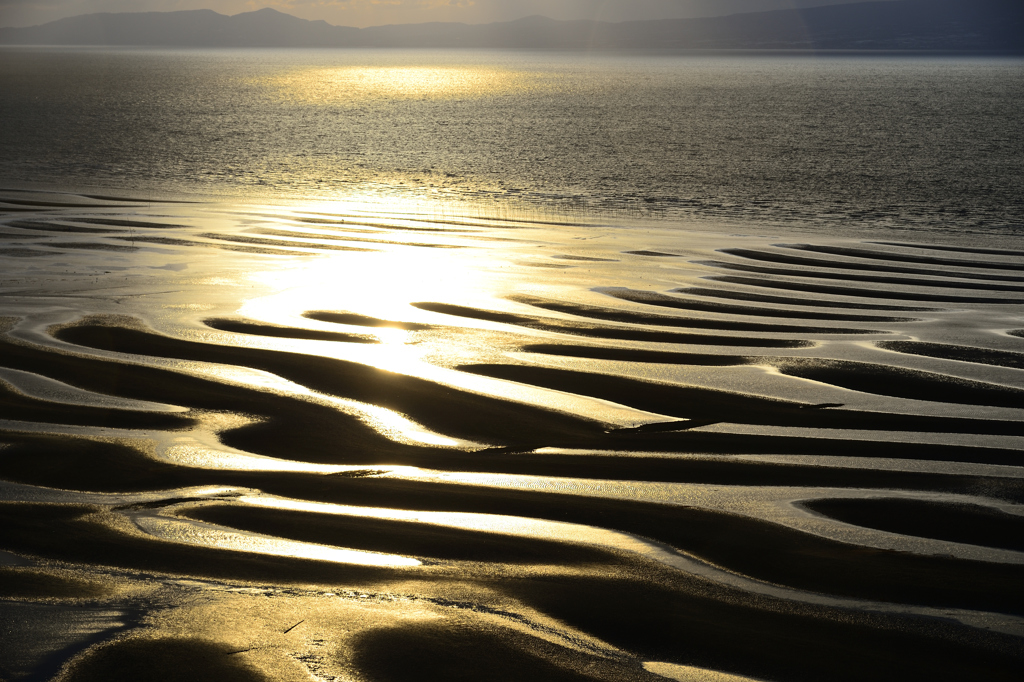 金色の海