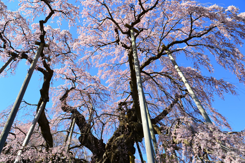 滝桜