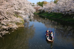 弘前城桜-5