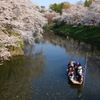 弘前城桜-5