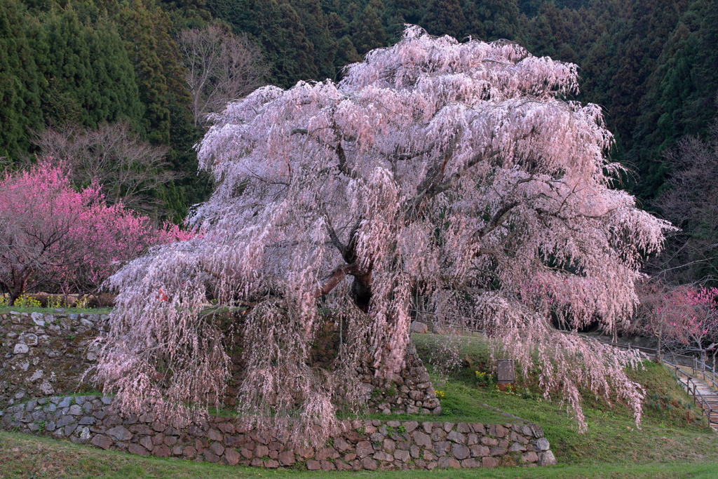 又兵衛桜-5