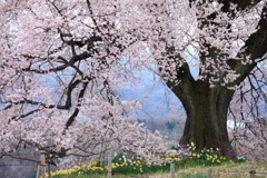 ワニ塚の桜