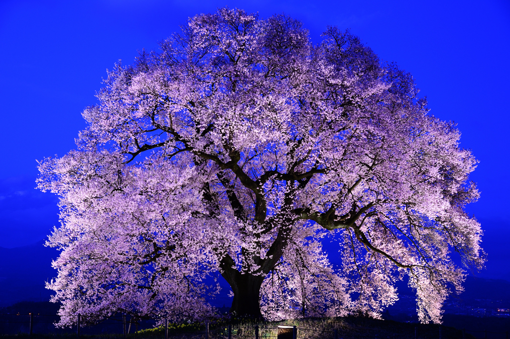 ワニ塚の桜-3