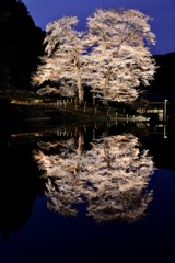 苗代桜