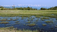 田代湿原-2