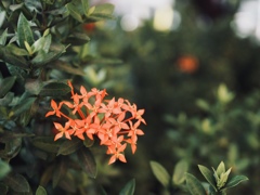 紅