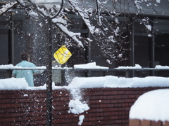 雪かき