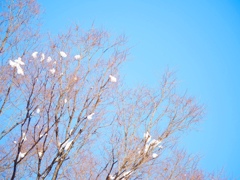 空の珊瑚