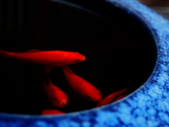 金魚