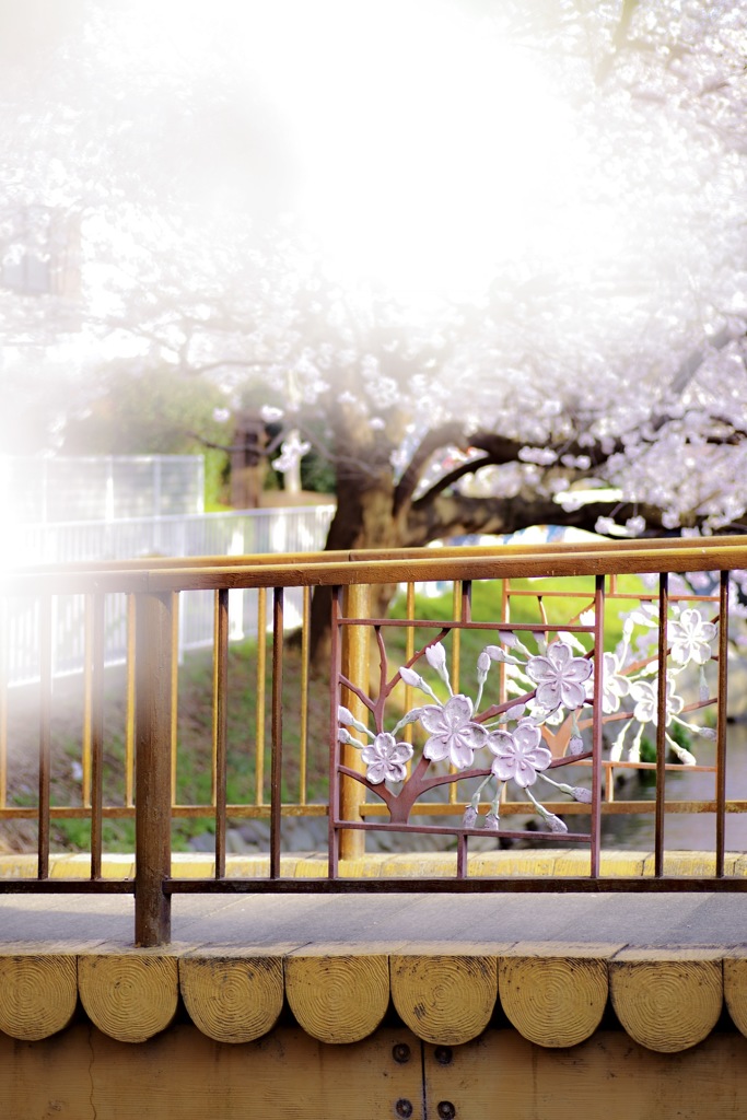 桜並木に掛かる橋