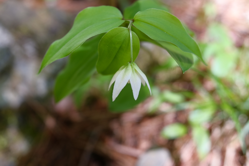 39F0433E-D481-41B5-95AD-900EC10636D3