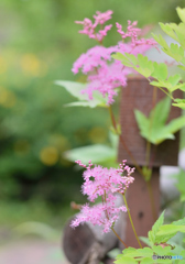 2017_FlowerFest._1