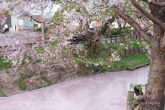 新河岸川の桜の絨毯