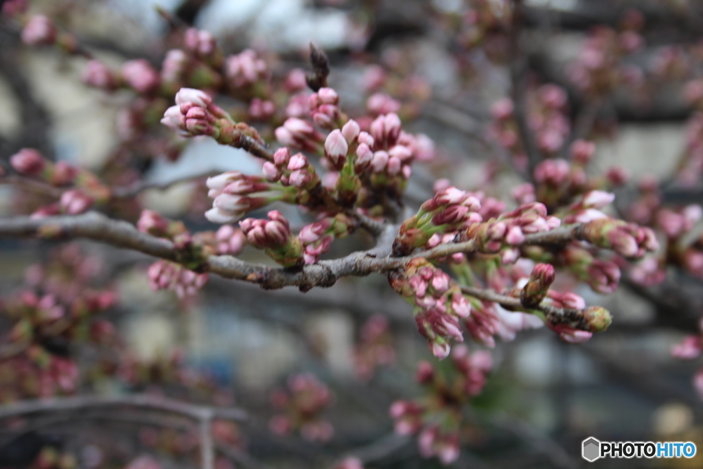 桜