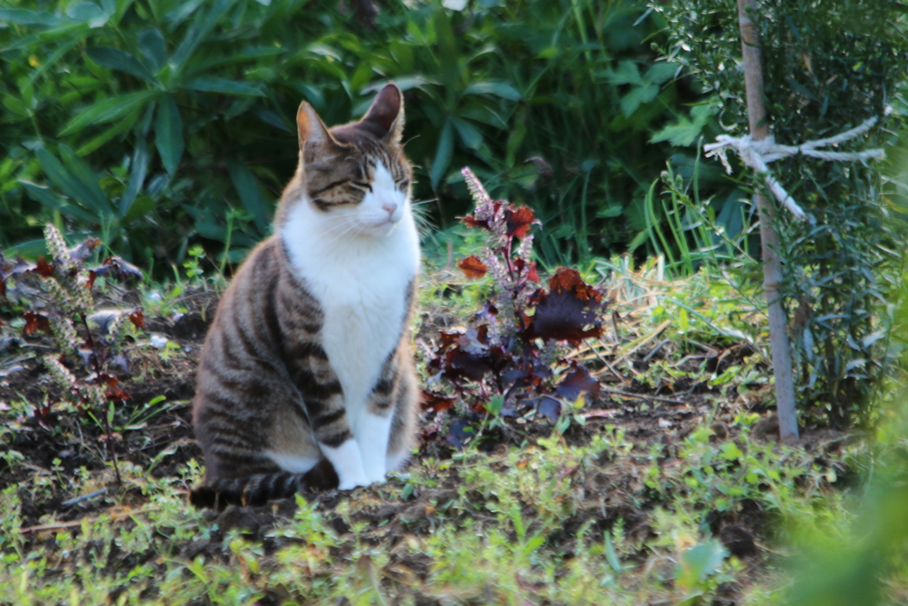 野良と飼い猫の狭間さん