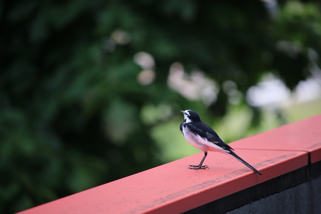 窓の外に居た鳥