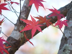 尾関山の紅葉