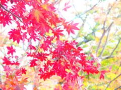 尾関山の紅葉ｰ2