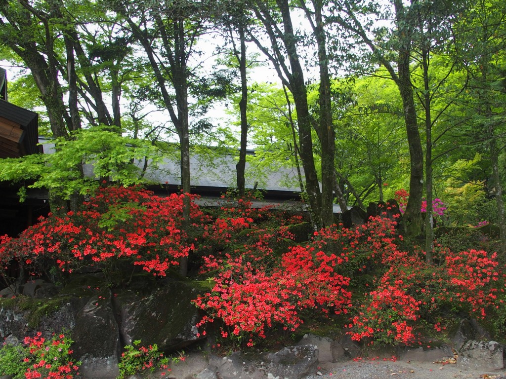 霧島神社のつつじ