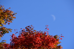 月と紅葉
