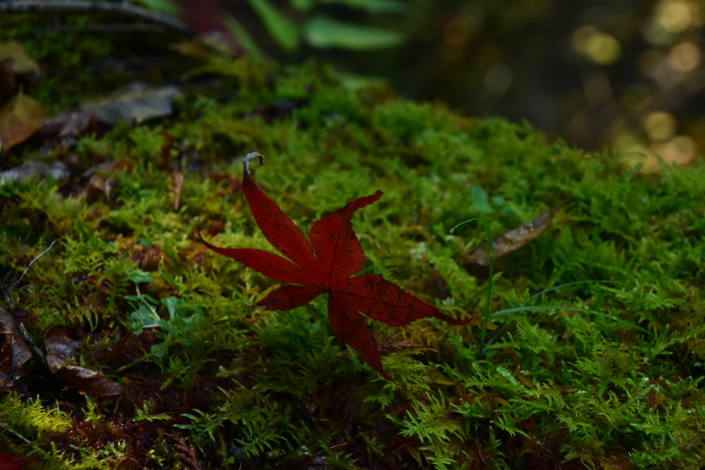 苔と紅葉