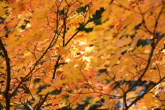 広島　聖湖の紅葉