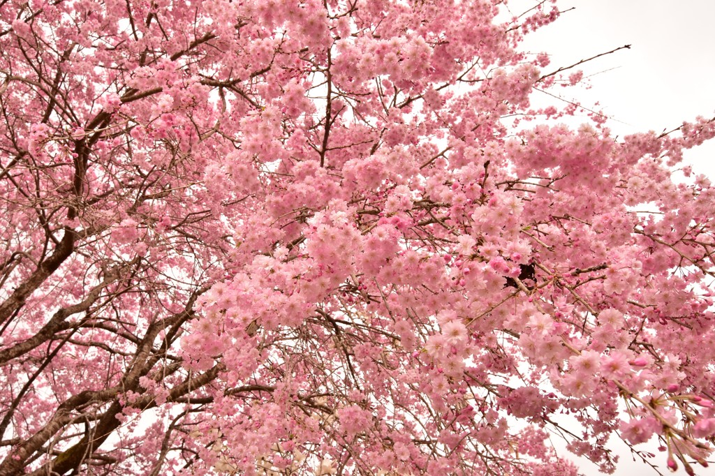 しだれ桜