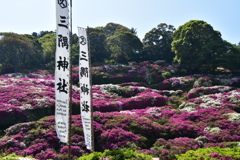 ツツジの山