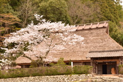 古民家の桜
