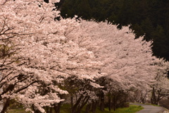 桜満開