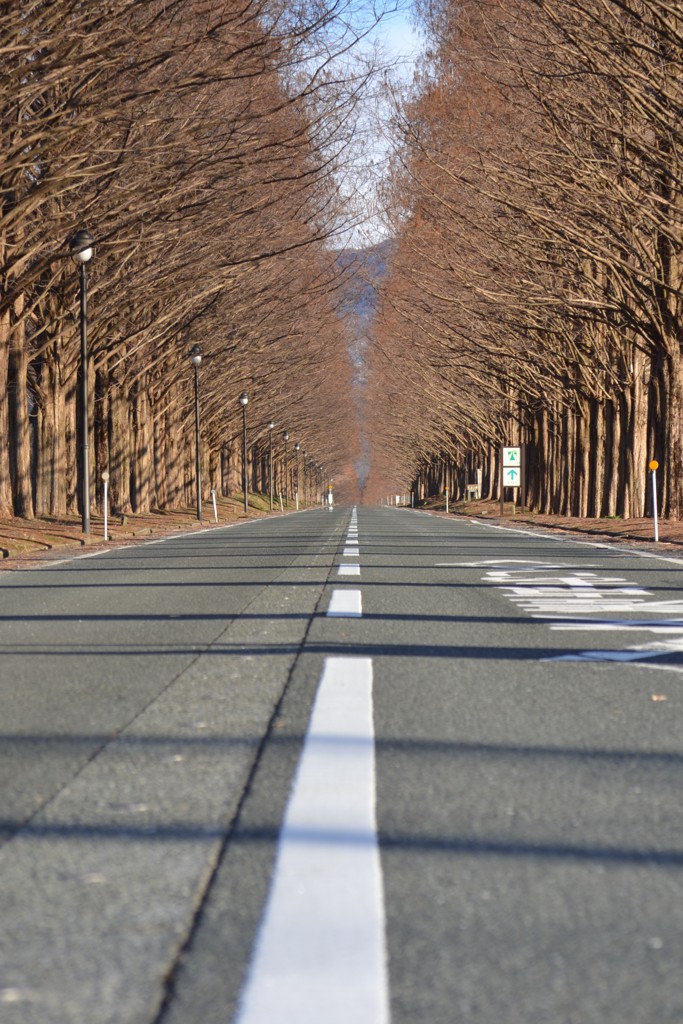 早朝のセコイア並木